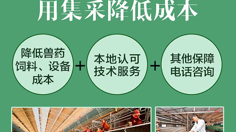 品牌与质量：性价比的平衡